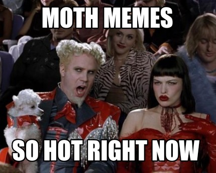 moth-memes-so-hot-right-now