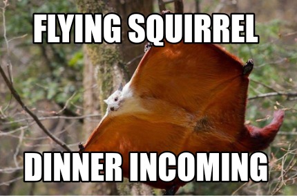 flying-squirrel-dinner-incoming