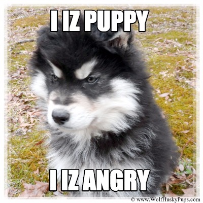 i-iz-puppy-i-iz-angry