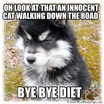 oh-look-at-that-an-innocent-cat-walking-down-the-road-bye-bye-diet3