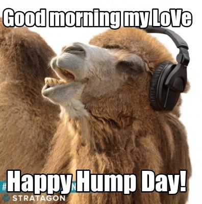 Meme Creator - Funny Good morning my LoVe Happy Hump Day! Meme Generator at  MemeCreator.org!