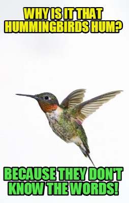 why-is-it-that-hummingbirds-hum-because-they-dont-know-the-words
