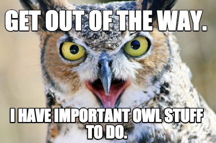get-out-of-the-way.-i-have-important-owl-stuff-to-do