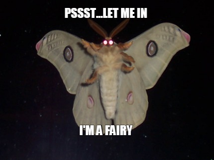pssst...let-me-in-im-a-fairy