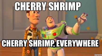cherry-shrimp-cherry-shrimp-everywhere
