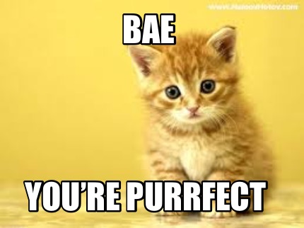 bae-youre-purrfect