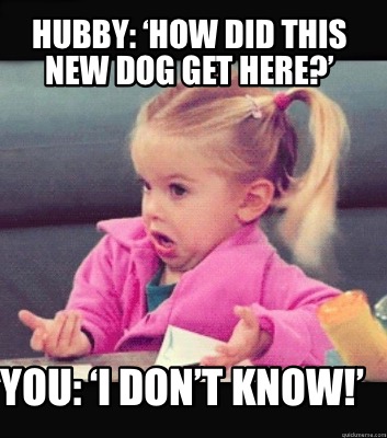 Meme Creator Funny Hubby How Did This New Dog Get Here You I Don T Know Meme Generator At Memecreator Org Meme Creator Funny Hubby How Did This New Dog Get Here You I Don T Know Meme Generator At Memecreator Org