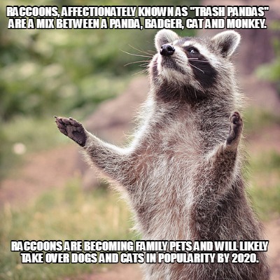 raccoons-affectionately-known-as-trash-pandas-are-a-mix-between-a-panda-badger-c