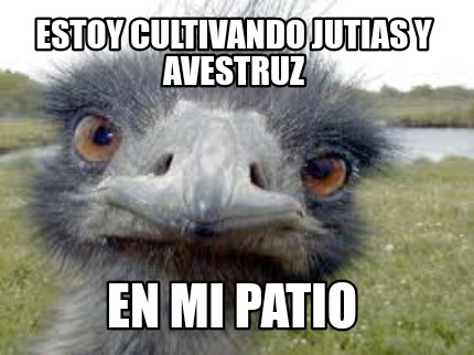 estoy-cultivando-jutias-y-avestruz-en-mi-patio