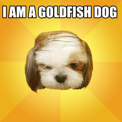 i-am-a-goldfish-dog