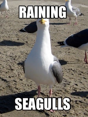 raining-seagulls