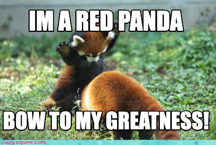 im-a-red-panda-bow-to-my-greatness
