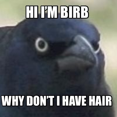 hi-im-birb-why-dont-i-have-hair