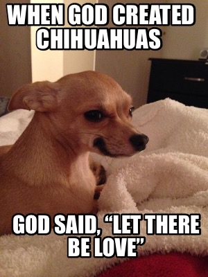 when-god-created-chihuahuas-god-said-let-there-be-love