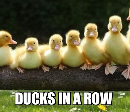 ducks-in-a-row