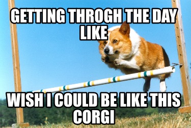 getting-throgh-the-day-like-wish-i-could-be-like-this-corgi