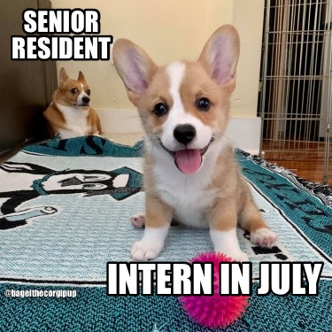 senior-resident-intern-in-july-bagelthecorgipup