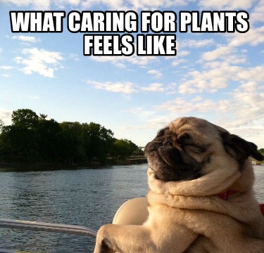 what-caring-for-plants-feels-like