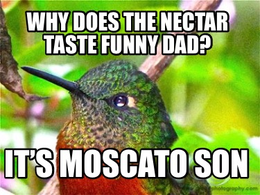 why-does-the-nectar-taste-funny-dad-its-moscato-son