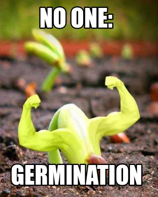no-one-germination