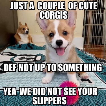 just-a-couple-of-cute-corgis-yea-we-did-not-see-your-slippers-def-not-up-to-some