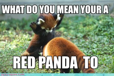 what-do-you-mean-your-a-red-panda-to
