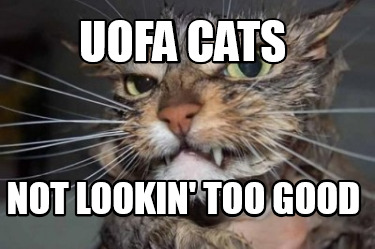 uofa-cats-not-lookin-too-good