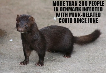 more-than-200-people-in-denmark-infected-with-mink-related-covid-since-june