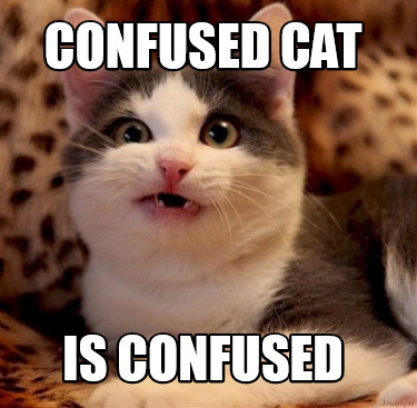 confused-cat-is-confused