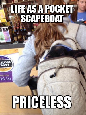 life-as-a-pocket-scapegoat-priceless