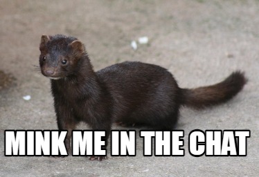 Meme Creator Funny Mink Me In The Chat Meme Generator At Memecreator Org Meme Creator Funny Mink Me In The Chat Meme Generator At Memecreator Org