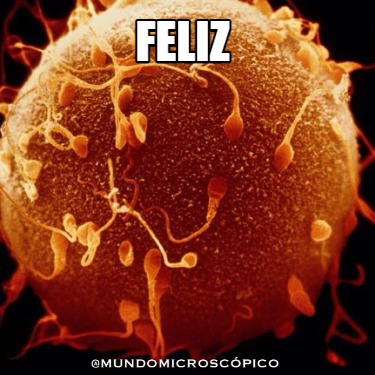 feliz7