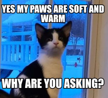 yes-my-paws-are-soft-and-warm-why-are-you-asking