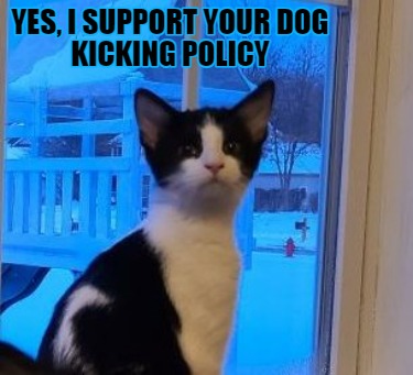 yes-i-support-your-dog-kicking-policy