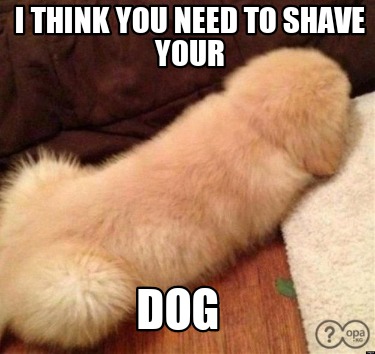 i-think-you-need-to-shave-your-dog