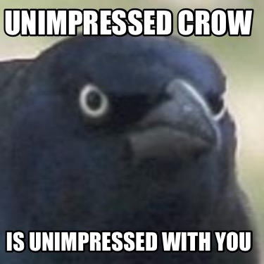 unimpressed-crow-is-unimpressed-with-you