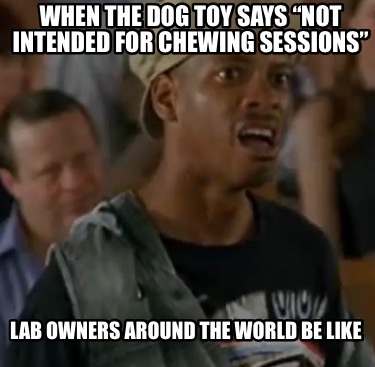 when-the-dog-toy-says-not-intended-for-chewing-sessions-lab-owners-around-the-wo