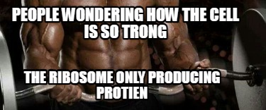 people-wondering-how-the-cell-is-so-trong-the-ribosome-only-producing-protien
