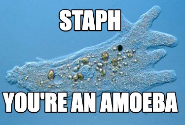 staph-youre-an-amoeba