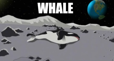 whale8