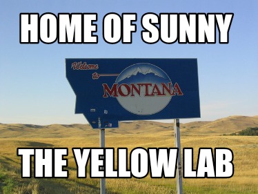 home-of-sunny-the-yellow-lab