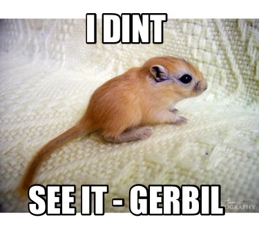 i-dint-see-it-gerbil
