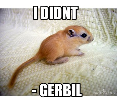 i-didnt-gerbil