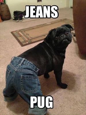 jeans-pug