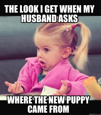 the-look-i-get-when-my-husband-asks-where-the-new-puppy-came-from
