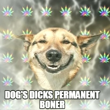 dogs-dicks-permanent-boner