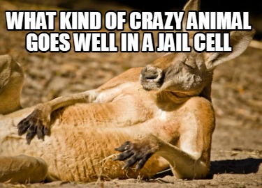 what-kind-of-crazy-animal-goes-well-in-a-jail-cell