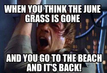 when-you-think-the-june-grass-is-gone-and-you-go-to-the-beach-and-its-back
