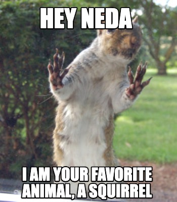 hey-neda-i-am-your-favorite-animal-a-squirrel