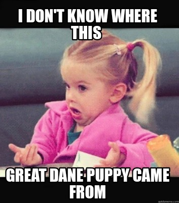 i-dont-know-where-this-great-dane-puppy-came-from